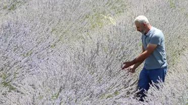 Siirt Kurtalan'da Lavanta Üretimi Artıyor