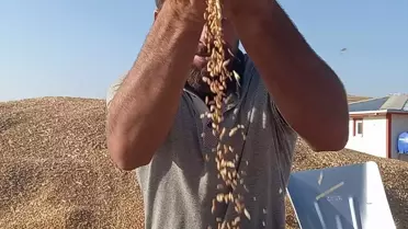 Beypazarı Belediyesi, 80 tonluk kantarı TMO'ya tahsis etti