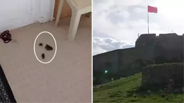 Tarihi Kars Kalesi'nde Köpeklerin Dışkılaması Vatandaşları İsyan Ettirdi