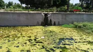 Kum Sinekleri Birçok Hastalığa Sebep Oluyor