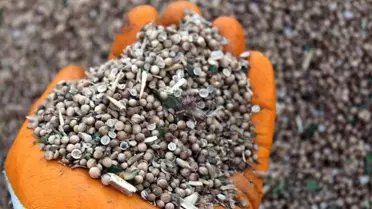 Yozgat'ta Kişniş Ekiminden 337 Kilogram Ürün Elde Edildi