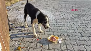 Osmaniye'de Gönüllü Veteriner Hekimler Sokak Hayvanlarına Yardım Etti