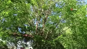 Sakin şehir Arapgir'de dut pekmezi geleneği sürdürülüyor