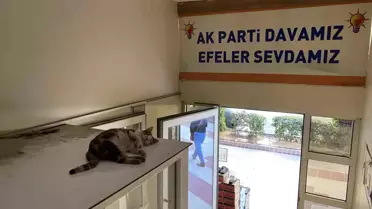Sevimli kedi sıcaklardan AK Parti Efeler İlçe Başkanlığı binasına sığındı