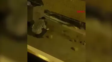 Trabzon'da Sokakta Ezilen Yavru Kedilerin Görüntüleri Tepki Çekti