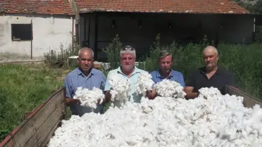 Aydın Söke'de Pamuk Hasadı Başladı