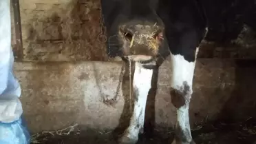 Konya Hüyük'te Şap Hastalığı Nedeniyle Tedbir Alındı