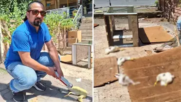 Körfez'de Pet Shop Önünde Hayvanlara Saldırı: Tavşan, Ördek ve Civcivler Öldürüldü