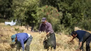 Mersin'de Atalık Nohut Üretimi Projesi İlk Hasadını Gerçekleştirdi