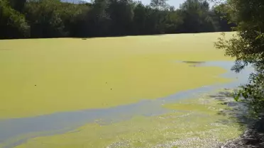 Muş'ta Karasu Nehri'nde Yosun Tabakası Oluştu