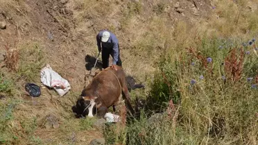 Muş'ta dere yatağına düşen inek kurtarıldı