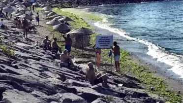 Avcılar Sahili Lodosla Yosun Kaplandı