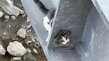 İskilip'te Yaya Köprüsünde Sıkışan Kedi İtfaiye Tarafından Kurtarıldı