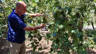 Salıpazarı'nda Fındık Hasadı Başladı