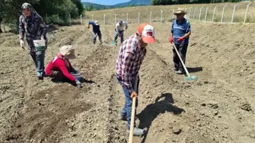 Dünyanın en pahalı baharatı safranın ekimi başladı