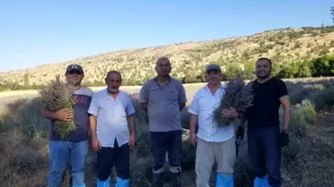 Giresun Şebinkarahisar'da Lavanta Hasadı Başladı