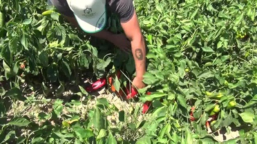 Çiftçi Sefa Köken: Biberin maliyeti çok yüksek, çiftçiye sahip çıkılmalı