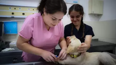 OMÜ Veteriner Fakültesi Hayvan Hastanesi'nde 18 Bin Hayvan Tedavi Edildi