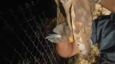 Kamyon şoförü tarafından kurtarılan baykuş doğaya salındı