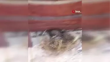 Sinop'ta Yuvasından Düşen Yavru Kuş İtfaiye Ekipleri Tarafından Kurtarıldı