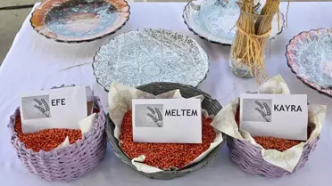 İzmir'de yerli buğday tohumları daha fazla ürün veriyor