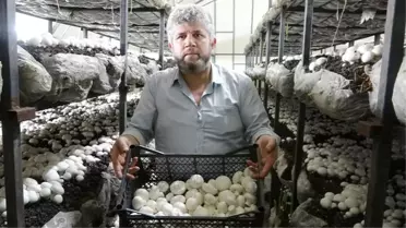Kendi imkanlarıyla tesis kurup 2 ayda 6 ton mantar üretti! Kilosunu 60 liradan satıyor