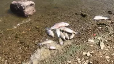 Boğazköy Barajı'nda Balık Ölümleri Endişe Yarattı