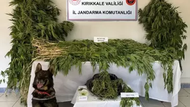 Kırıkkale'de mısır tarlasında uyuşturucu yetiştirildi, 2 zanlı gözaltına alındı