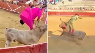 Boğanın boynuzunu anüsüne sapladığı matador ölümden döndü