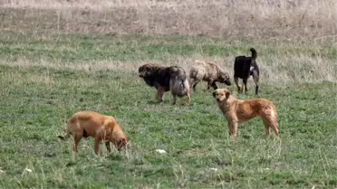 Antalya'da sahipsiz köpek saldırısına uğrayan kişi tazminat kazandı