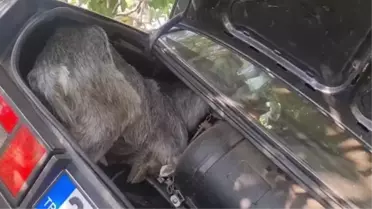 İzmir'de otomobil şarampole uçtu: 2 kişi hayatını kaybetti, 2 keçi sağ kurtuldu