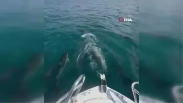 Yunuslar tekneyle böyle yarıştı