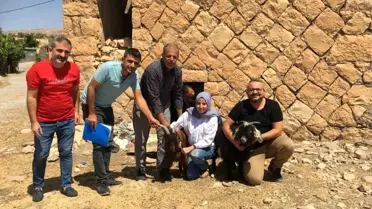 Siirt Tarım ve Orman İl Müdürlüğü, genç girişimci kadına 63 keçi verdi