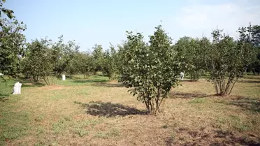 Düzce'de fındık hasadı devam ediyor