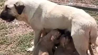 TİGEM'de Türk Çoban Köpeği Sırası