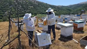 Çorum Mecitözü'nde Bal Hasadı Başladı