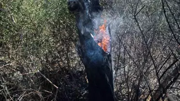 Antalya Kepez'te çıkan yangında onlarca zeytin ağacı yandı