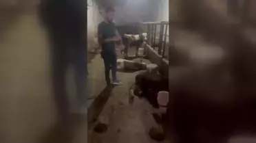 Deprem Bölgelerinde Şap Hastalığı Yeniden Görülmeye Başlandı