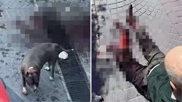 Bakırköy'de pitbull köpeği vatandaşlara saldırdı, yaşlı adam kanlar içerisinde kaldı