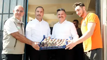 Bursa'da İncir Hasadı Başladı: Üretim Miktarı Artış Gösteriyor