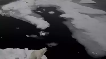 Kutup ayılarının eriyen dünyası 'Kuzey Kutbu'