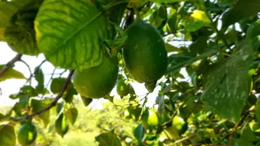 TİGEM Dalaman Tarım İşletmesi Müdürlüğü'ndeki İhale İptal Edildi