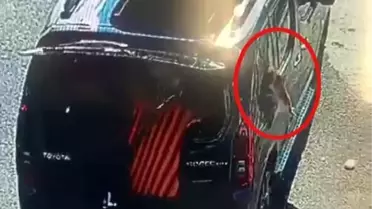 Kısırlaştırılmak için getirilen kedi aracın camını kırıp kaçtı