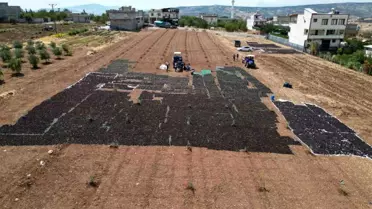 Kilis'te üzüm hasadı ve kurutma işlemi başladı