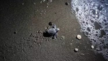 Mersin'de Caretta Carettaların Yumurtalarından 2 Bin 500 Yavru Çıkacak