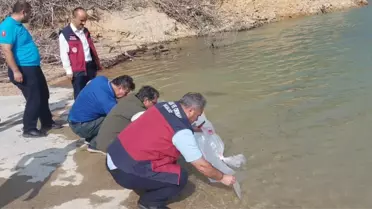 Bartın'da Su Kaynaklarının Balıklandırılması Projesi kapsamında sazan balığı yavruları bırakıldı