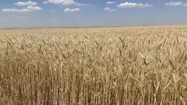 Kırşehir'de Malya Tarım İşletmesinde Alternatif Hububat Çeşitleri Deneniyor