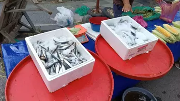 Av sezonu başladı, fiyatlar 5 kat azaldı