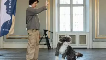 Kopenhag'da köpeklerin eşlik ettiği klasik müzik konseri