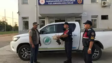 Yaralı bir leylek Marmaraereğlisi'nde bulundu